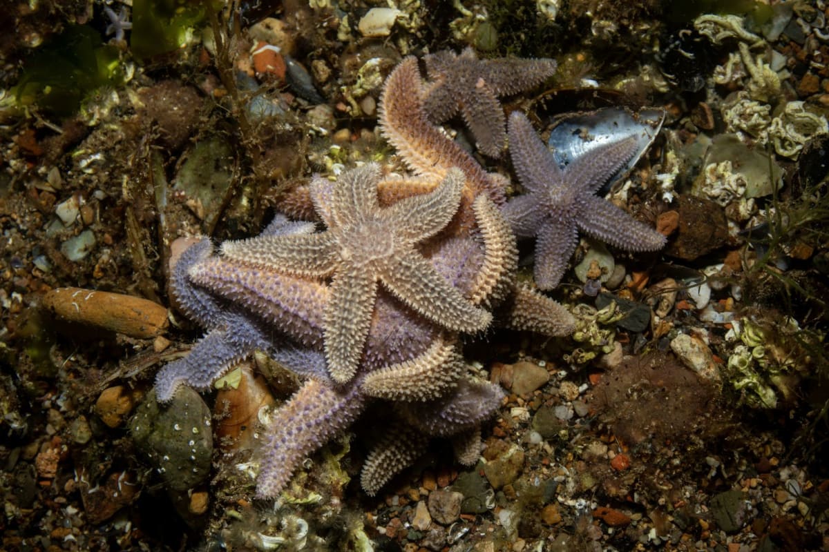 Transparent tube feet of sea star reaching and gripping glass surface from below