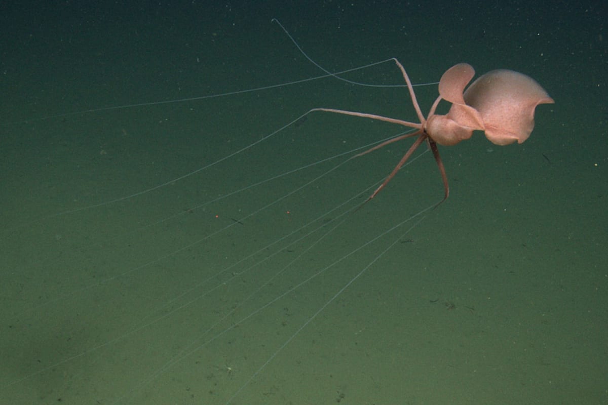 Rare Bigfin Squid Spotted Two Miles Deep Off California - Image 3