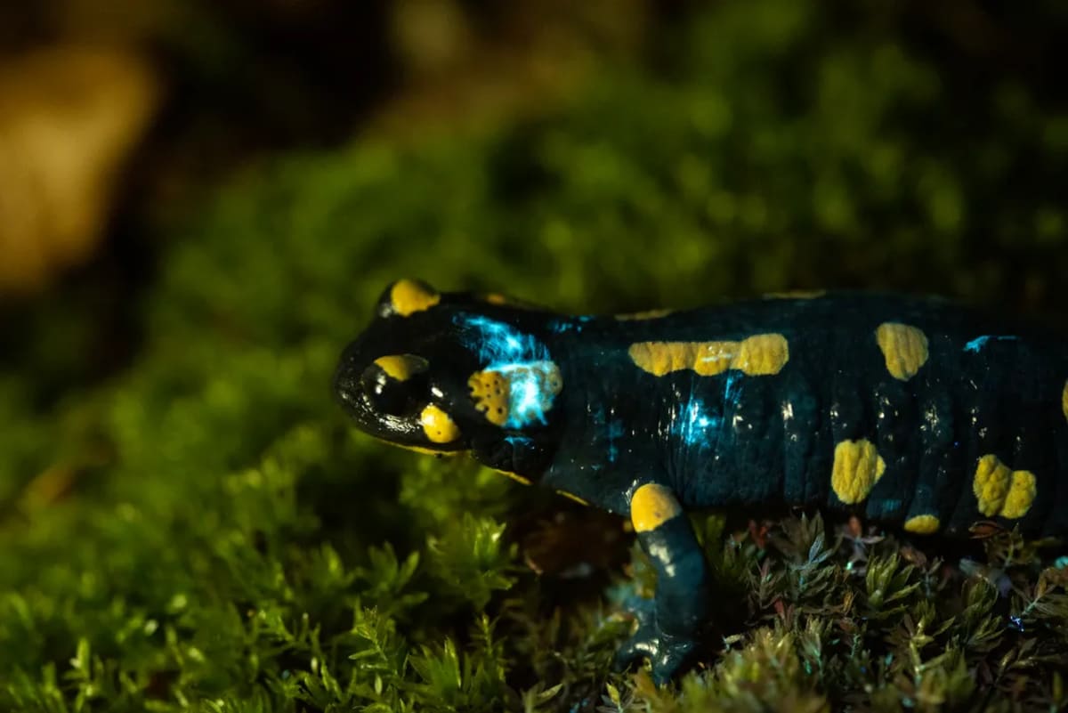 Fire Salamanders Glow Under UV Light After 250 Years - Image 5
