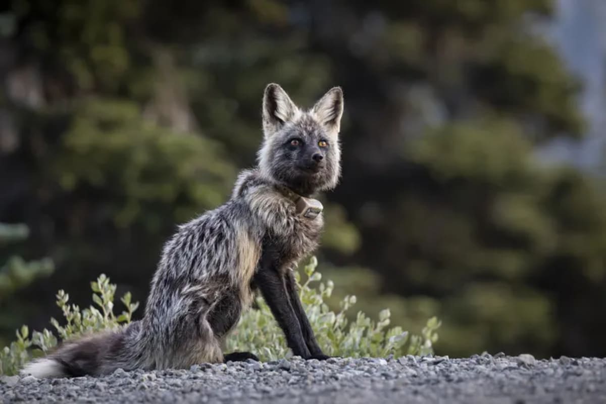 Photographer Finds 50 Rare Cascade Foxes on Mount Rainier - Image 3