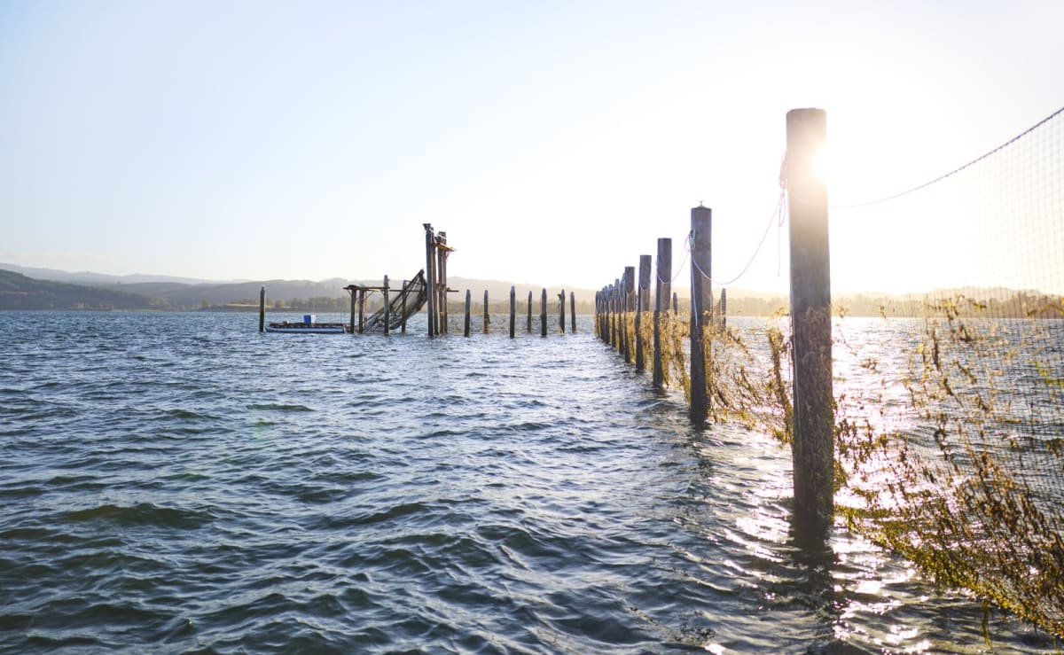 Modern fish trap stretching across Columbia River with netting chambers for catching and releasing salmon safely