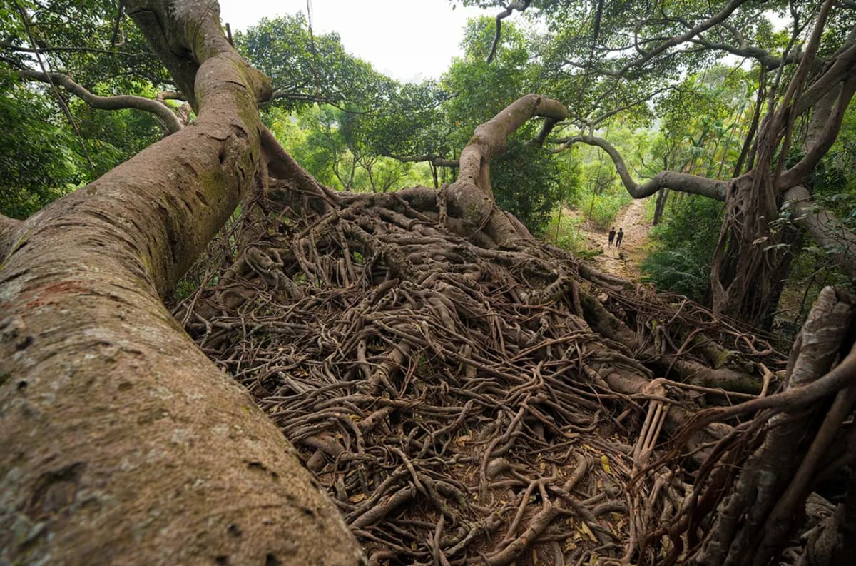 India's Living Root Bridges Grow Stronger for 700 Years - Image 4