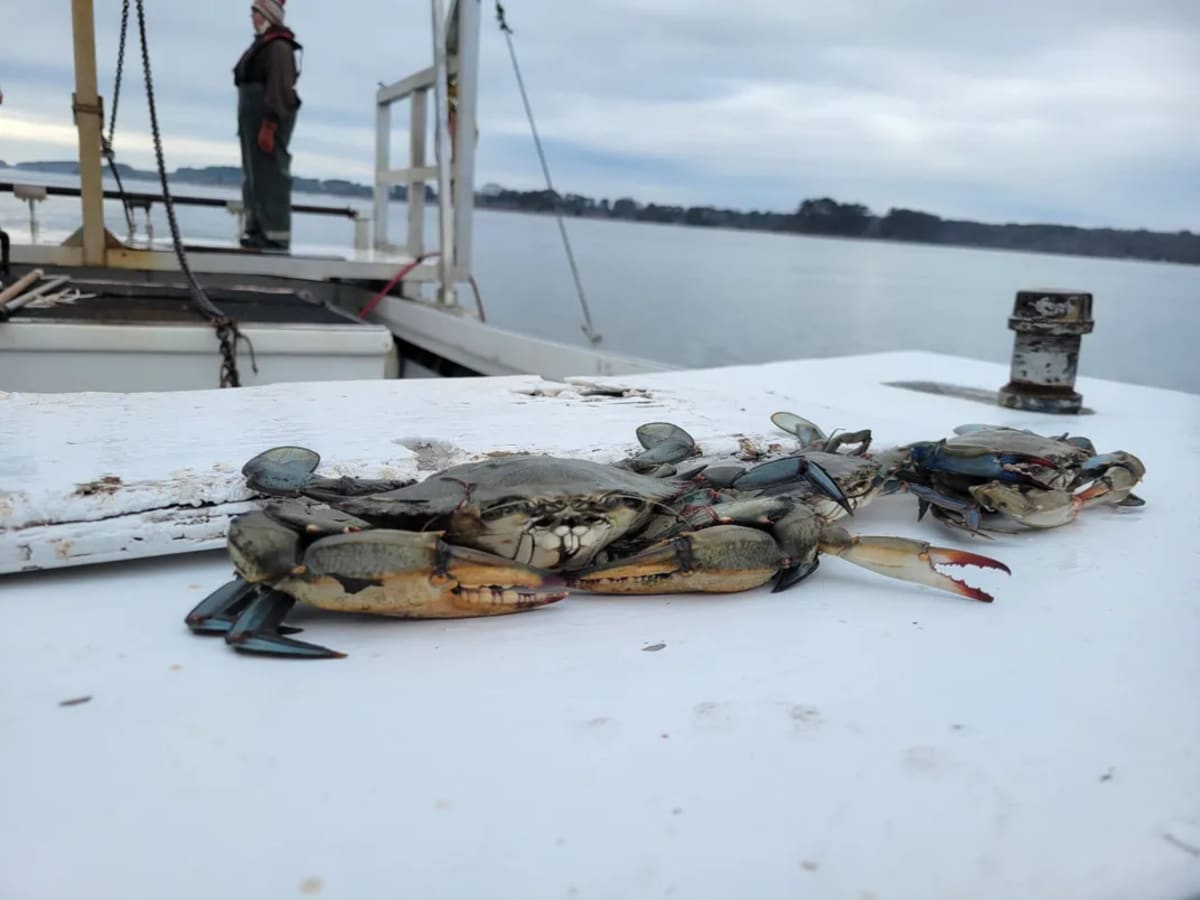 Chesapeake Bay Sees 121% Jump in Young Blue Crabs - Image 4