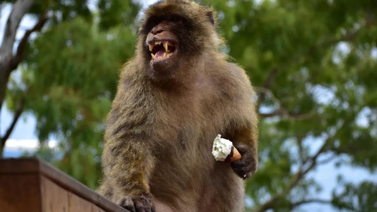 Gibraltar's Monkeys Learn to Eat Dirt After Tourist Snacks - Image 2