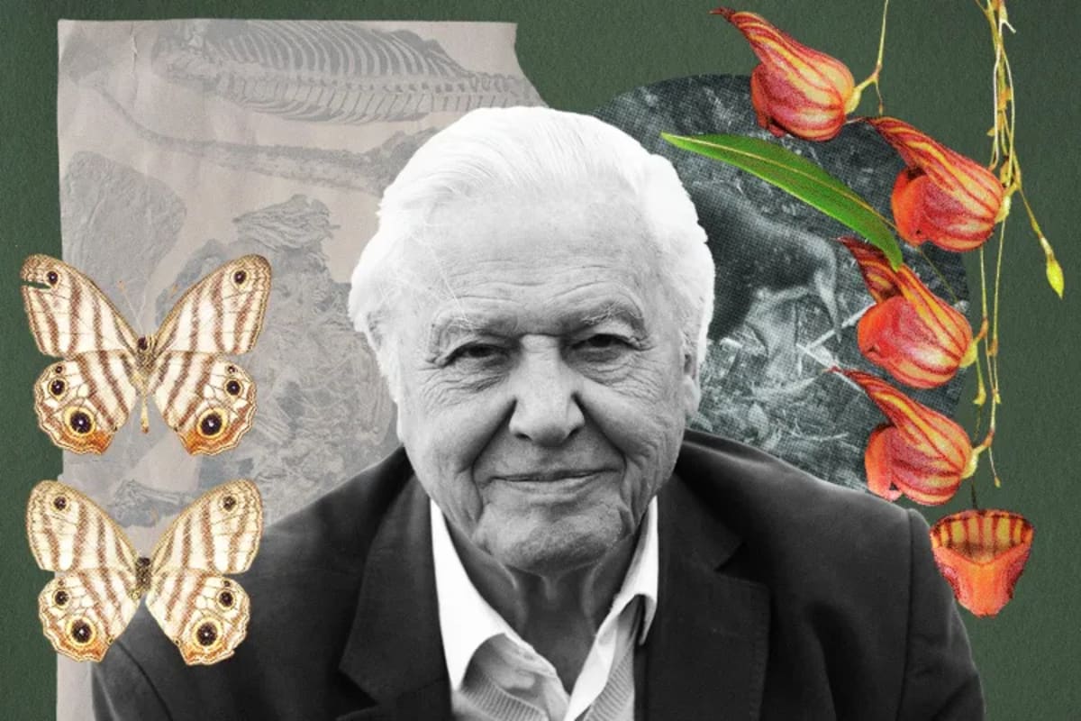 50 Species Named After David Attenborough at 100 - Image 3