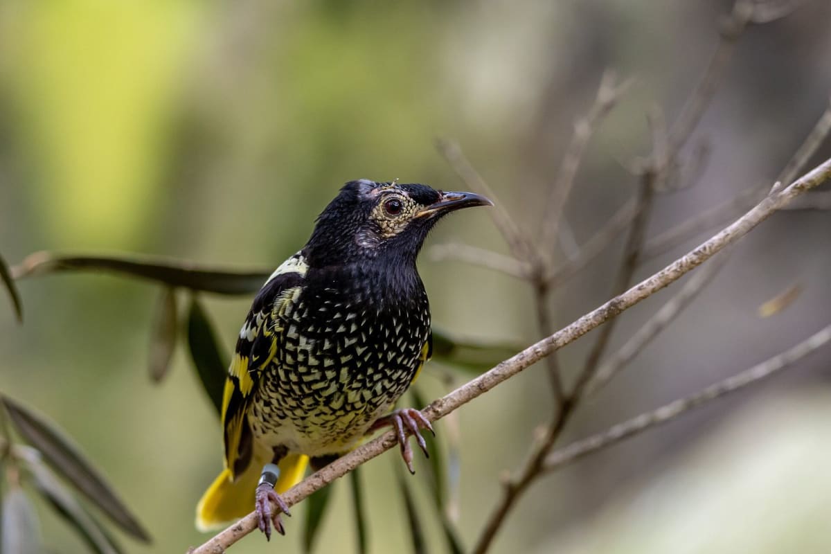 Scientists Saved This Endangered Bird's Lost Song
