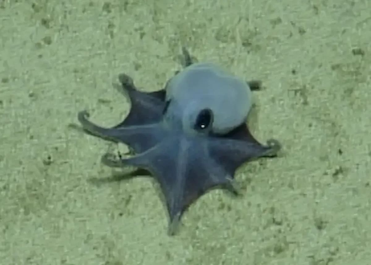 Tiny Blue Octopus Discovered in Galápagos Deep Sea - Image 2