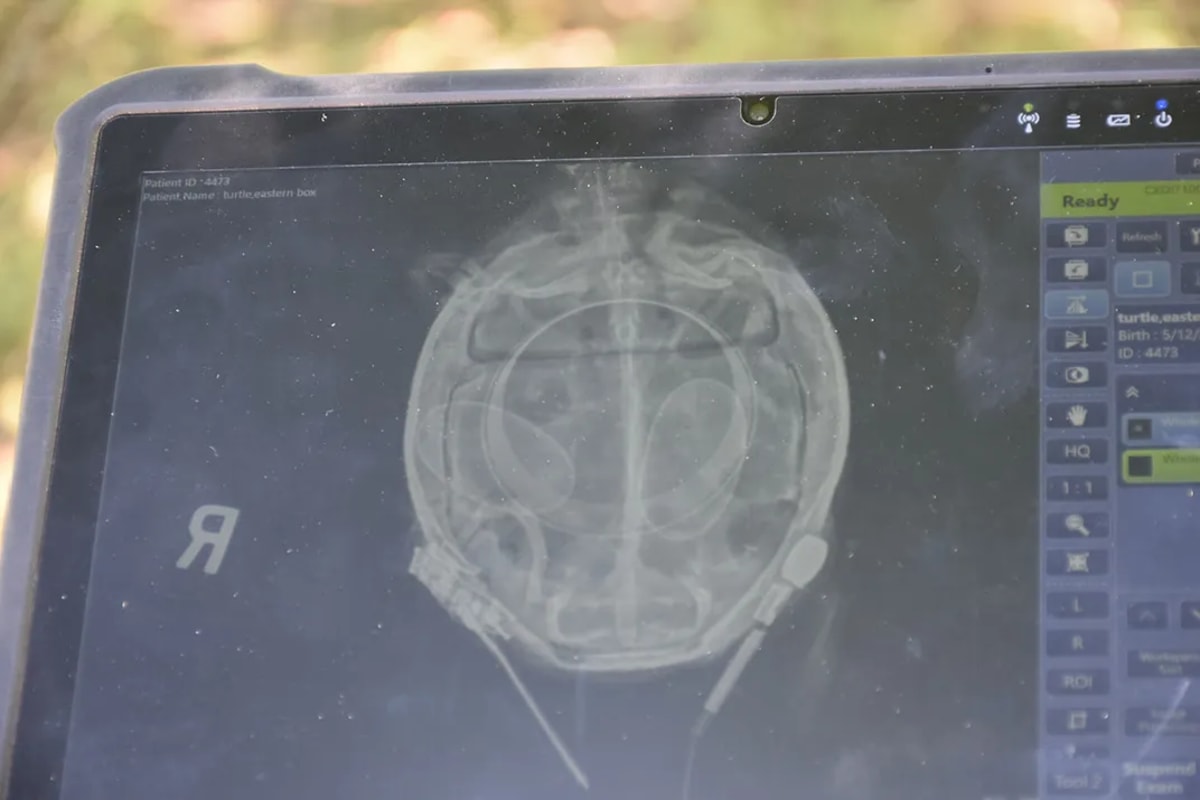 Smithsonian Cracks Box Turtle Mystery With Low-Tech Tools - Image 3