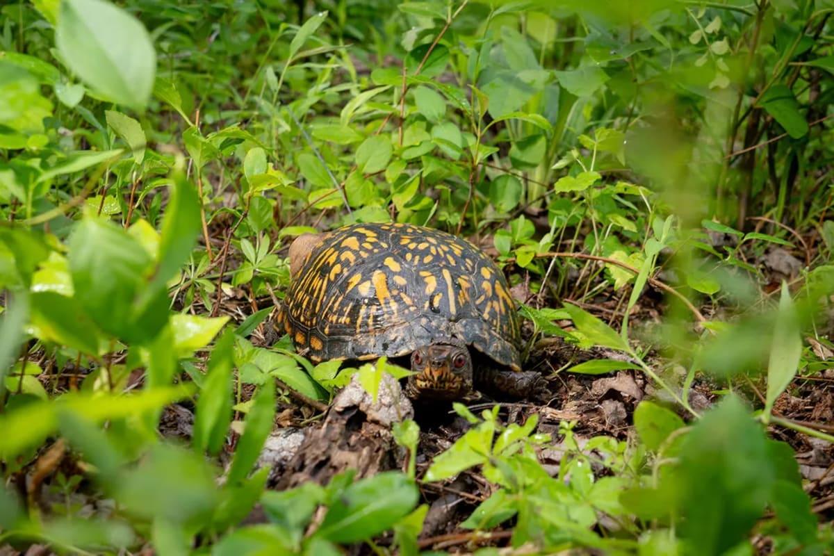 Smithsonian Cracks Box Turtle Mystery With Low-Tech Tools - Image 5