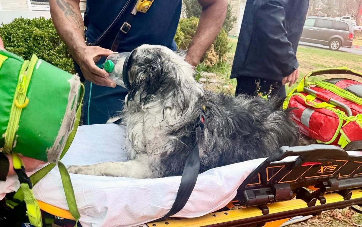 Firefighter holding oxygen mask on dog rescued from smoke-filled garage in Maryland