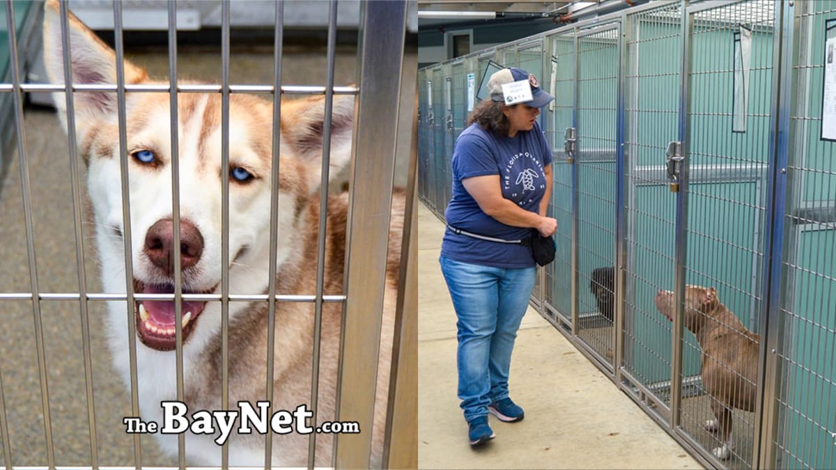 Volunteer walks friendly dog through modern animal shelter hallway during training program