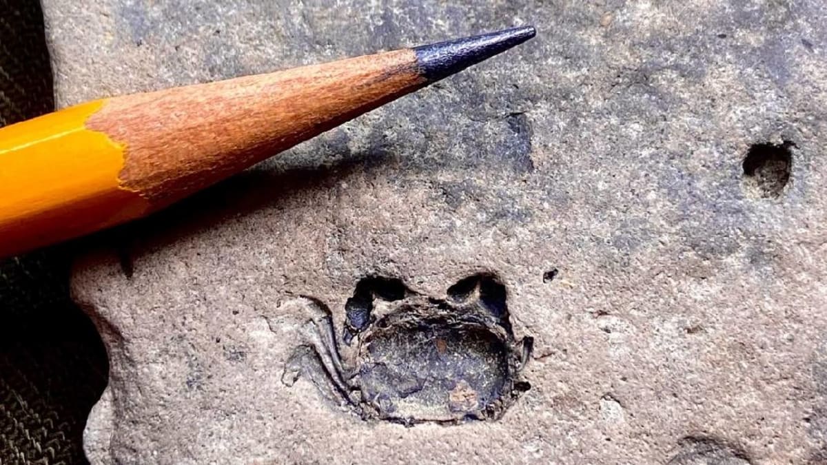 10-Million-Year-Old Crab Named for Beloved Volunteer