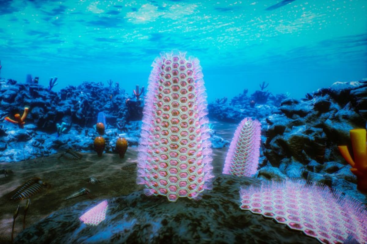 Microscopic view of 520-million-year-old bryozoan fossil showing hexagonal colony structure from China