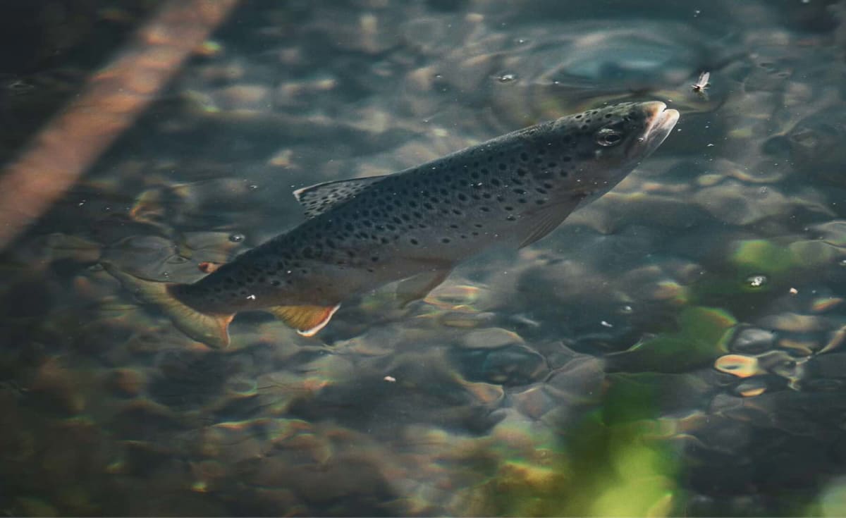 Ancient wooden fish trap remnants preserved underwater in Norwegian mountain lake for seven thousand years