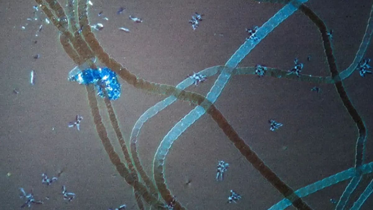Microscopic view of cable bacteria showing parallel electrical nanowires running through cellular structure