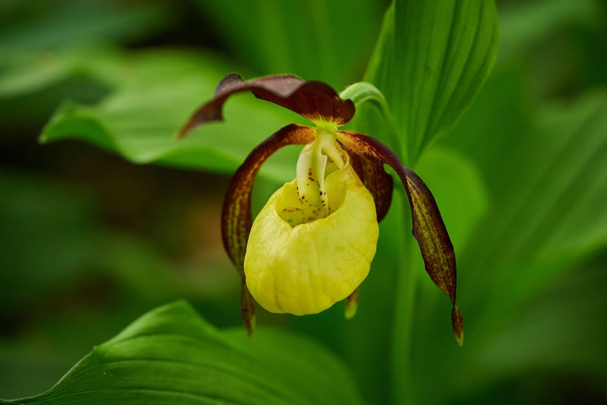 Delicate yellow and burgundy lady's slipper orchid growing in natural woodland habitat