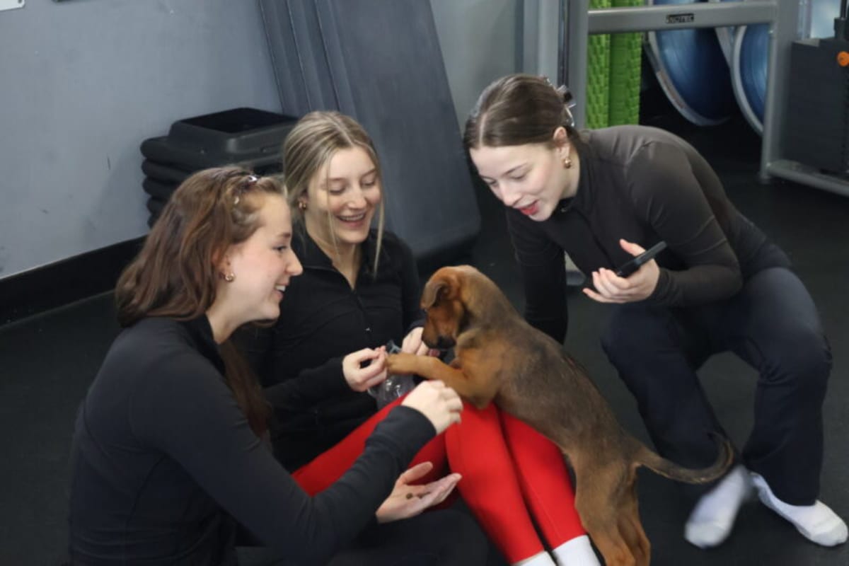 Adorable rescue puppies playing with people during stretching class at fitness gym