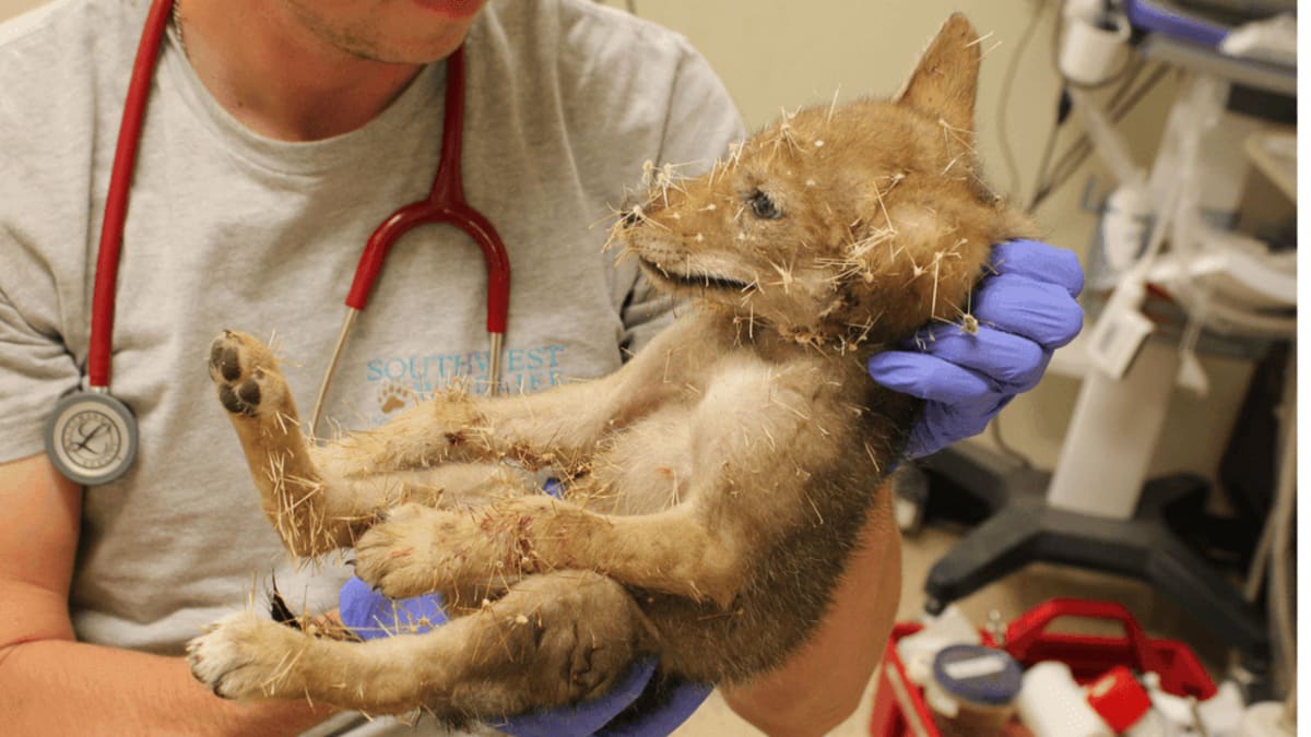 Young coyote pup covered in hundreds of cholla cactus spines before rescue treatment