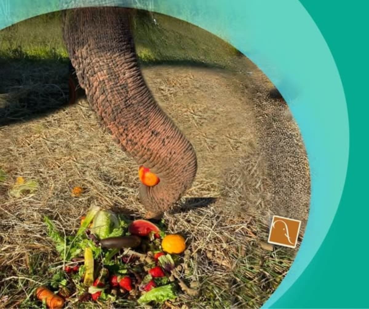 Georgia Volunteers Drive Fresh Produce to Rescued Elephants