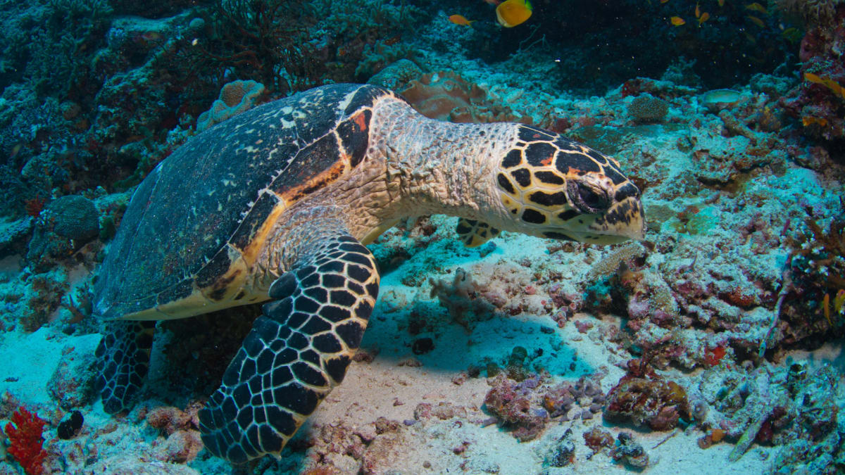** Colorful hawksbill sea turtle swimming near vibrant coral reef in tropical ocean waters