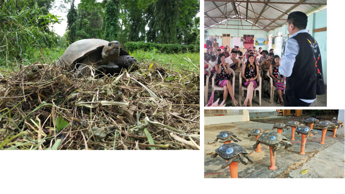 Indian Village Brings Giant Tortoises Back from the Brink - Image 2