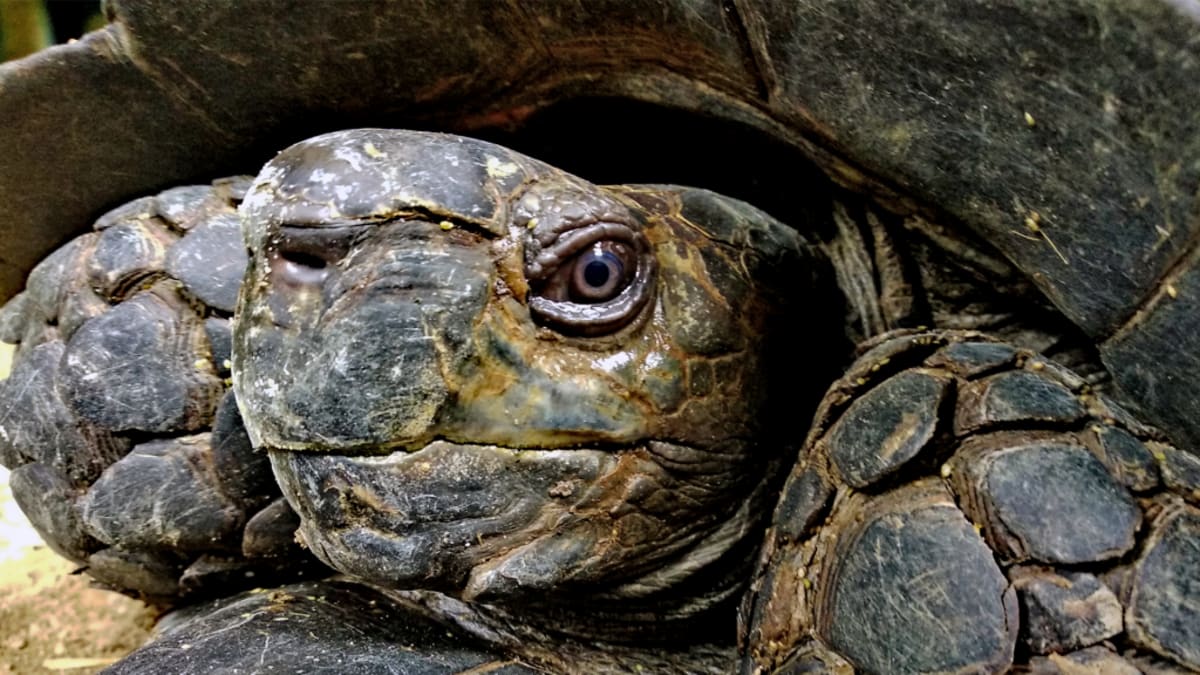 Indian Village Brings Giant Tortoises Back from the Brink - Image 3