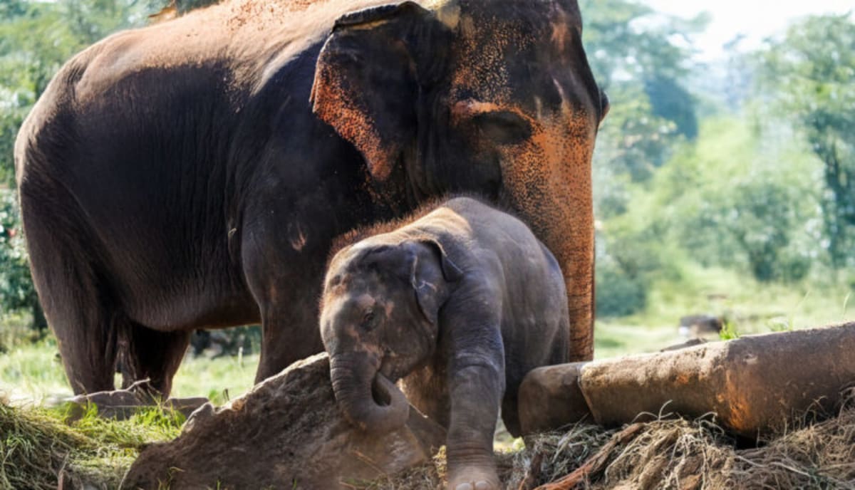 Orphaned Elephant Agbaibor Brings Hope to Nigeria's Forests - Image 3