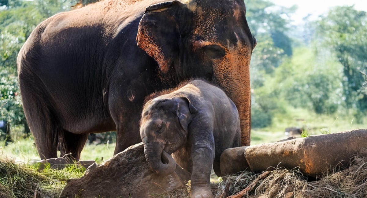 Orphaned Elephant Agbaibor Brings Hope to Nigeria's Forests