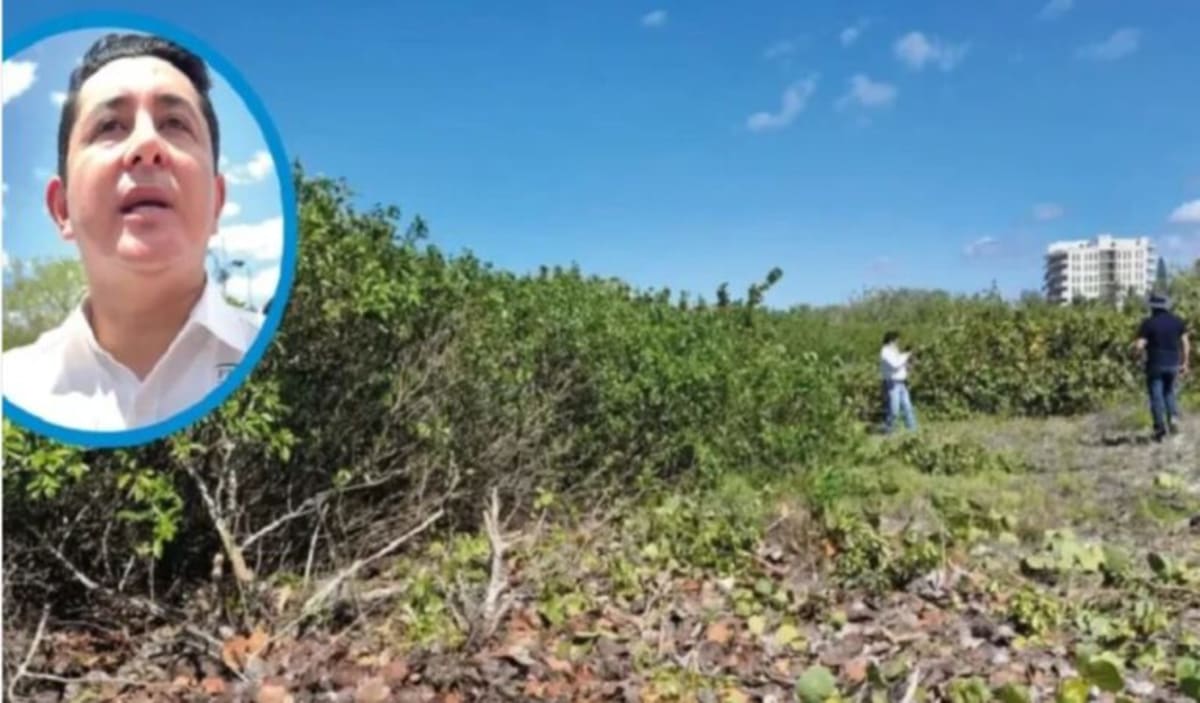 Mexico Orders 3-Year Coastal Dune Restoration in Sisal - Image 3