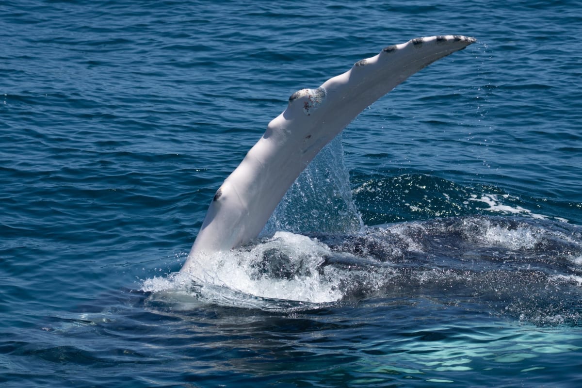 Scientists Film Rare Whale Birth, Discover Helping Behavior