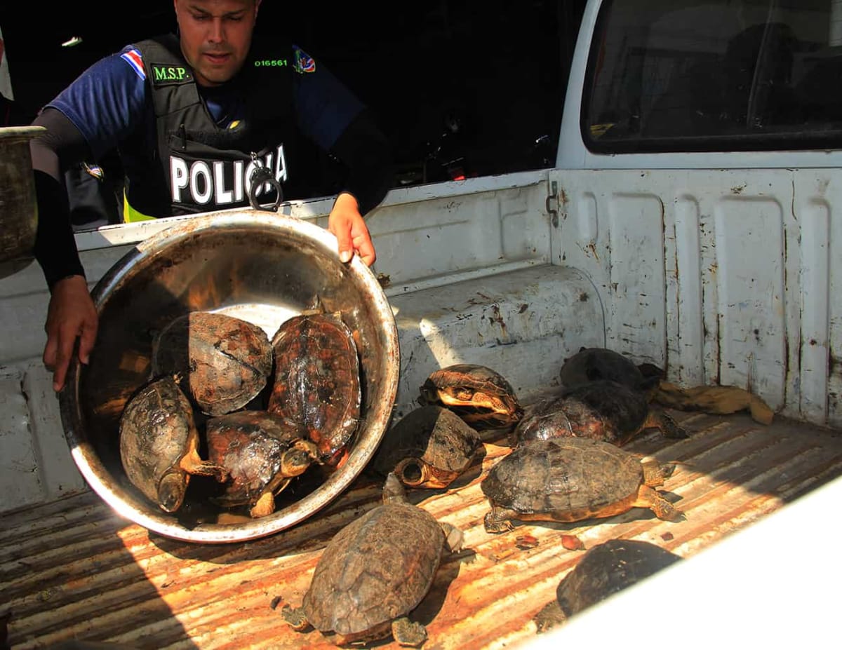 Costa Rican wildlife officers learning proper animal handling techniques during training workshop