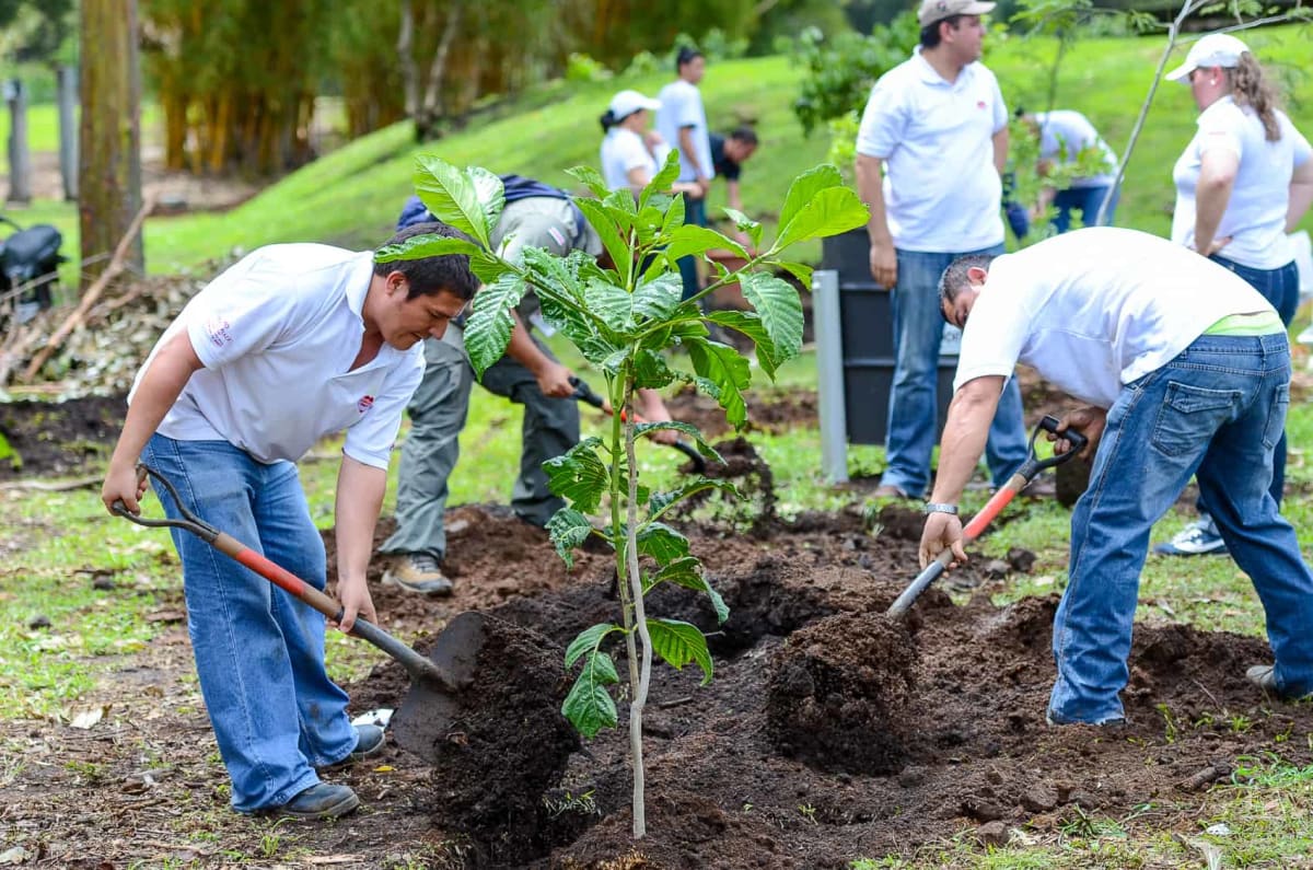 San José Plants 3,000 Trees to Cool Costa Rica's Capital