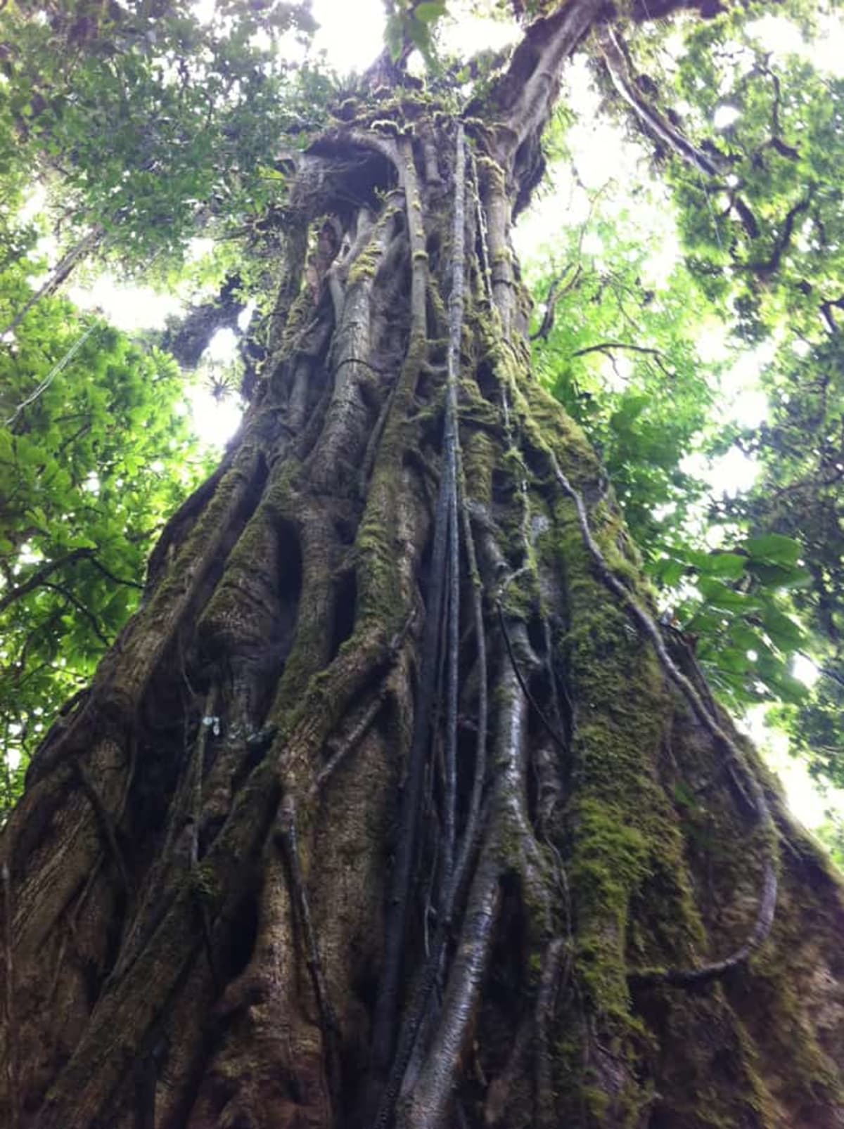Misty cloud forest canopy in Monteverde, Costa Rica, showing lush green vegetation