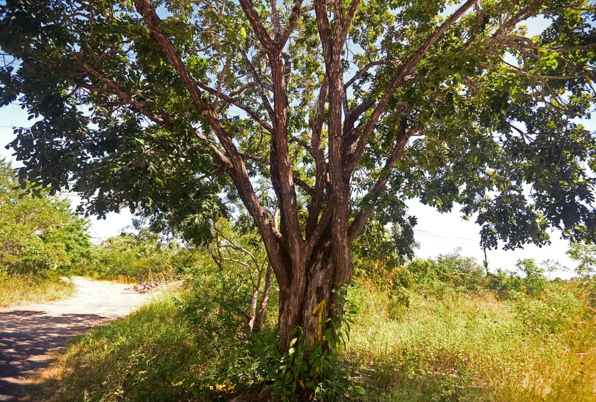 Costa Rica Court Halts Hotel Logging to Protect Gulf