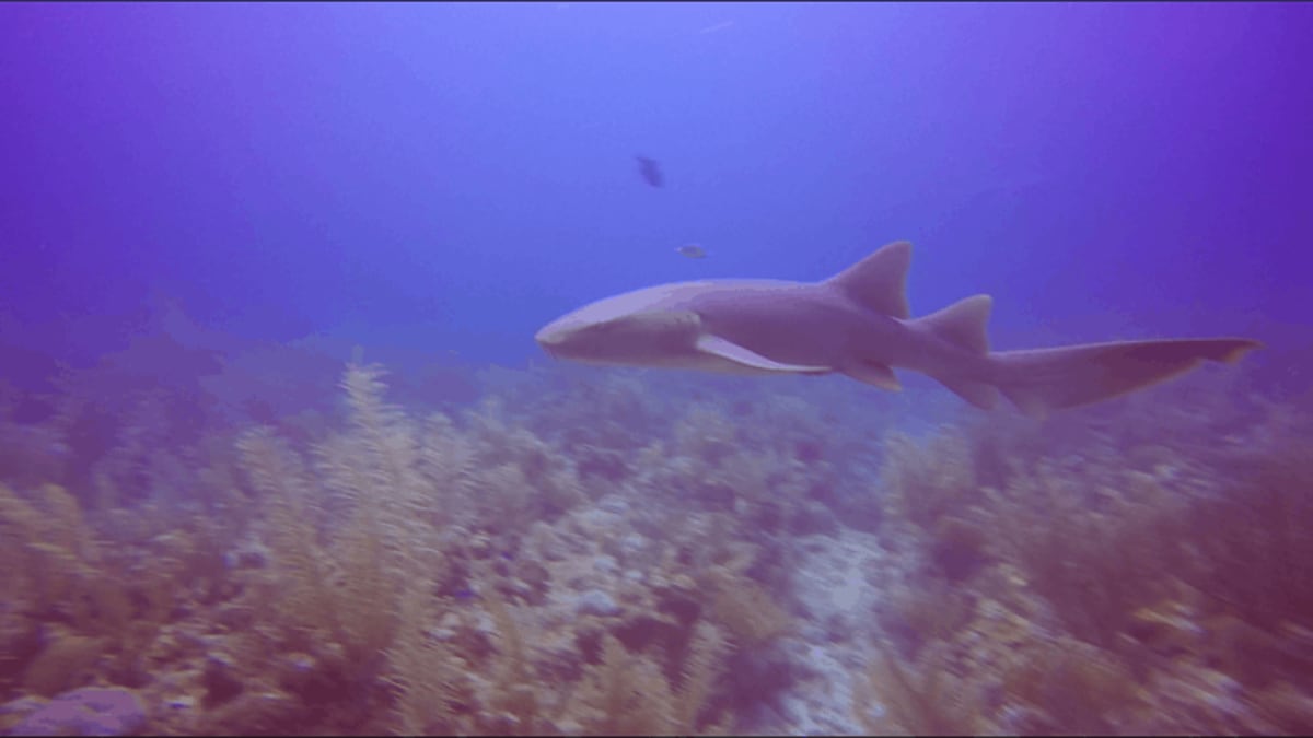 Sharks Wearing Cameras Rewrite What Scientists Thought
