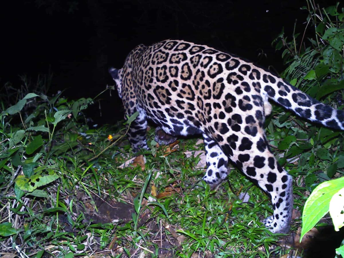 Costa Rica Jaguar Reappears After 3 Years Missing