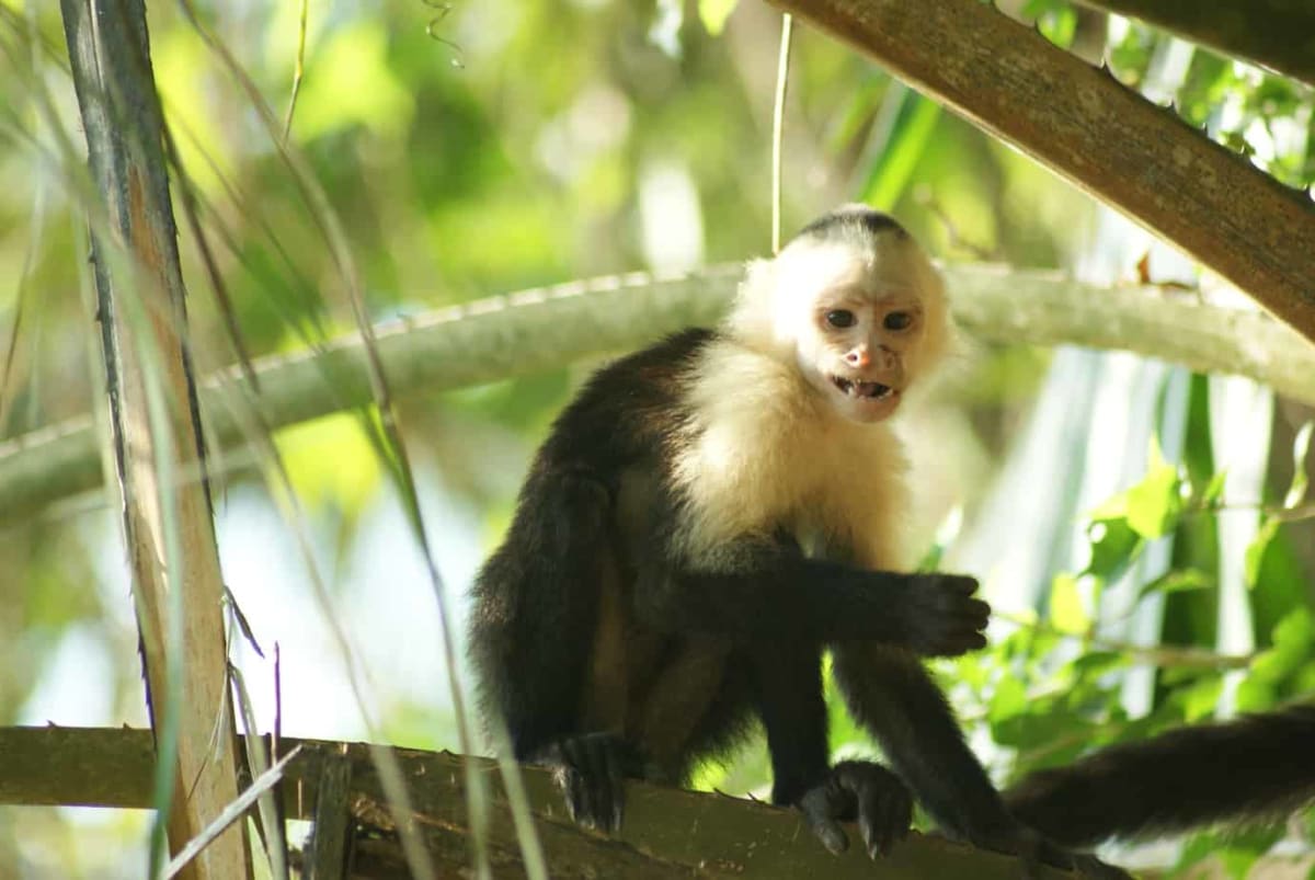 White-faced capuchin monkey interacting with touchscreen device mounted in Costa Rican forest