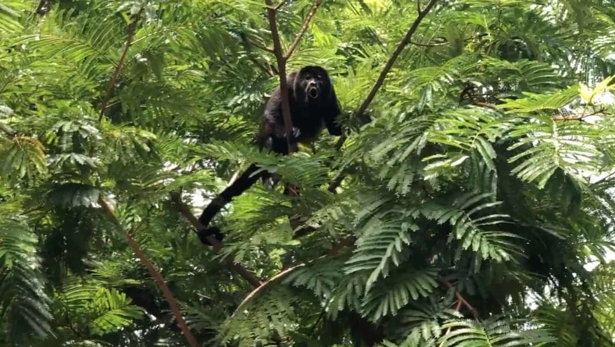 Black howler monkey with russet-colored back sitting in Costa Rican forest canopy