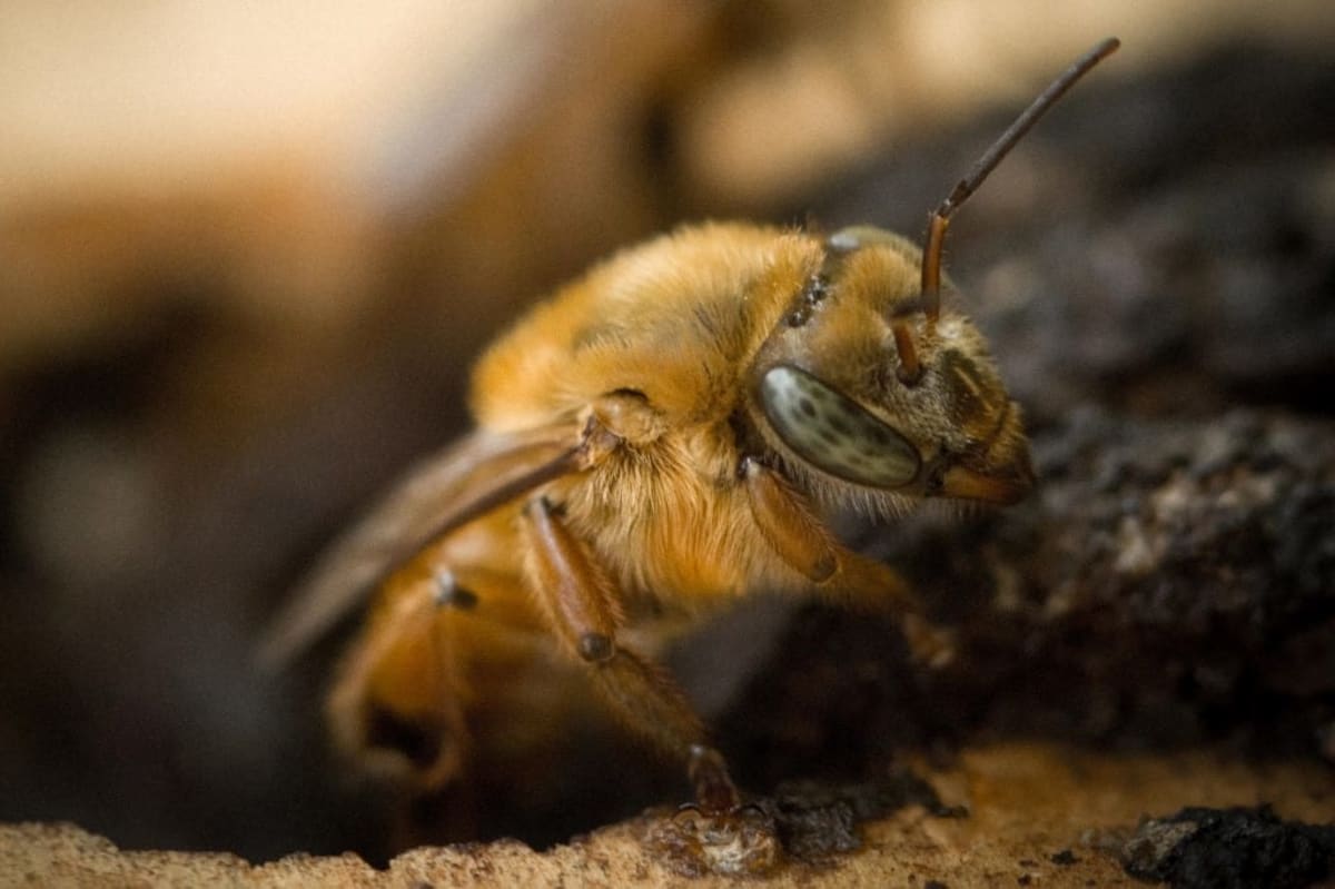 Costa Rica Resort Protects Bees With New Genetics Lab