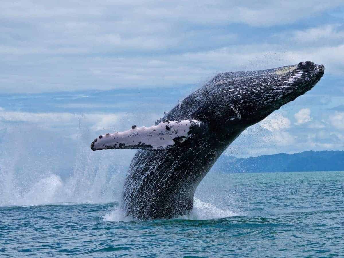 Costa Rica: Where Whales From Both Poles Come to Give Birth