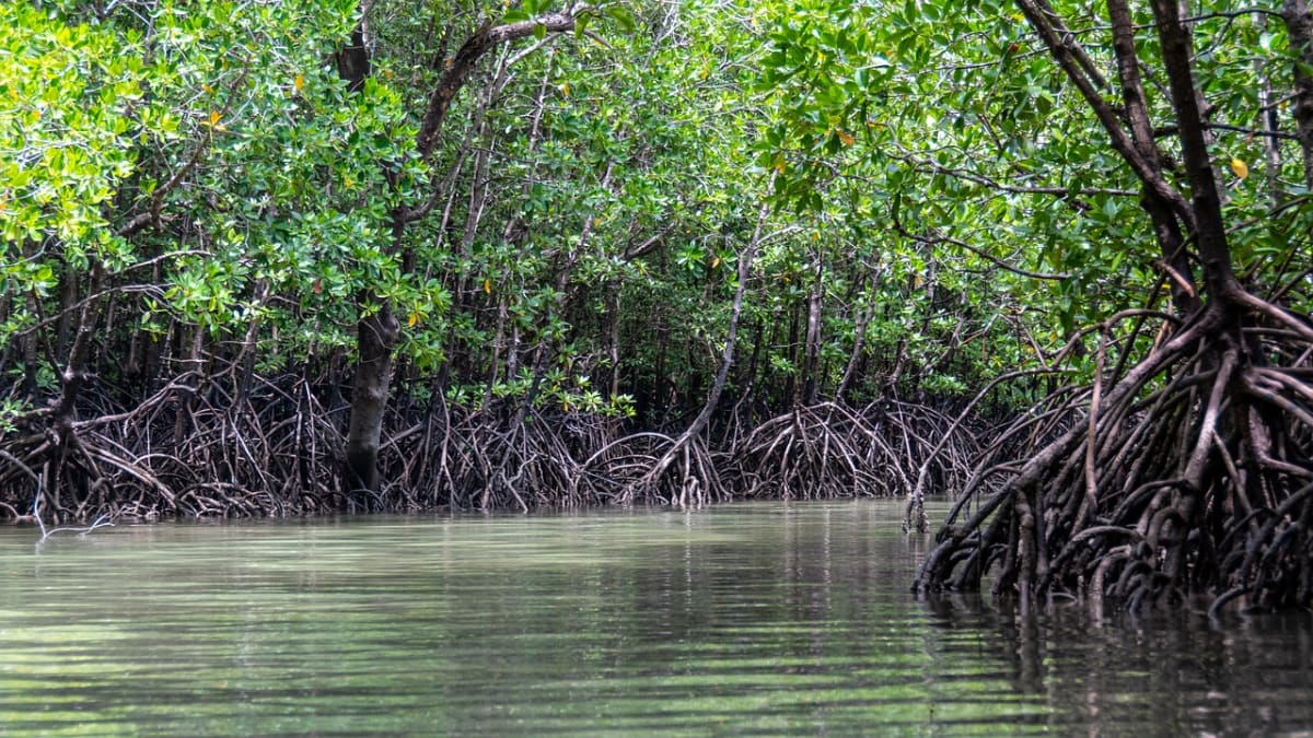 Costa Rica Mangrove Bees Make Unique Salty Honey