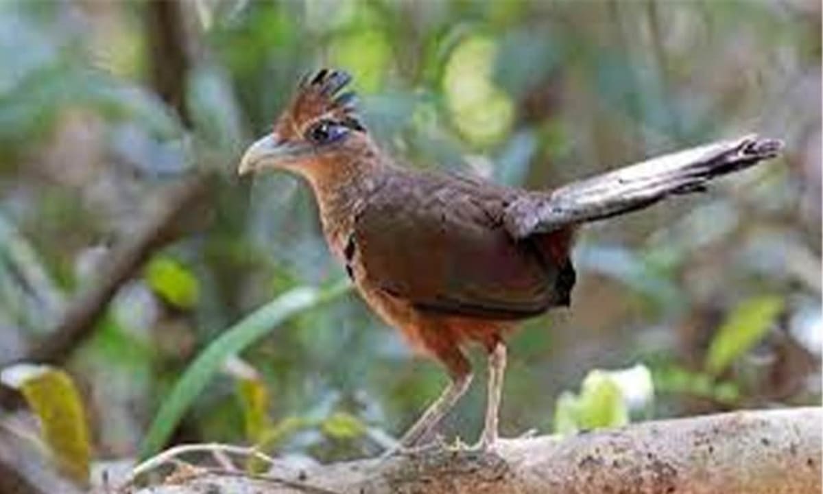 Costa Rica Cameras Catch Rare Birds in New Habitats