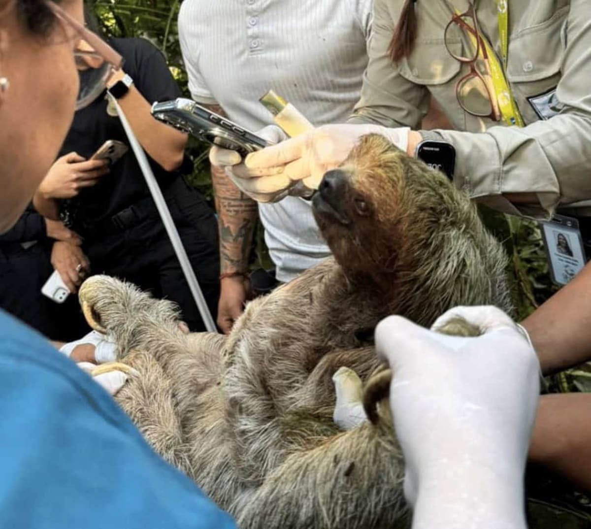 Costa Rica Rescues 5 Sloths, Tapir in Trafficking Raid
