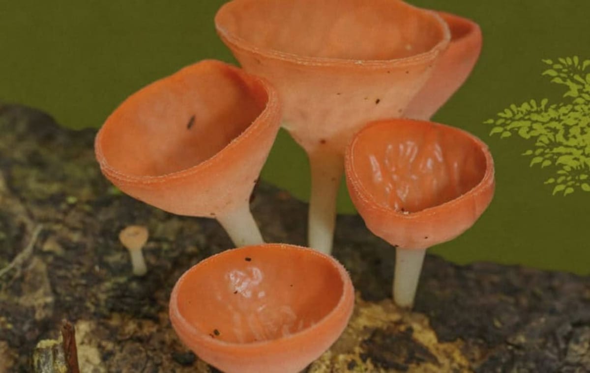 Colorful wild mushrooms growing on forest floor during Costa Rica's rainy season
