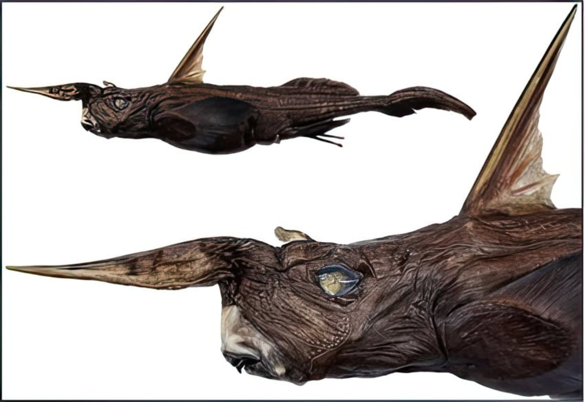 Scientific illustration of newly discovered Rhinochimaera costaricana ghost shark species from Costa Rica