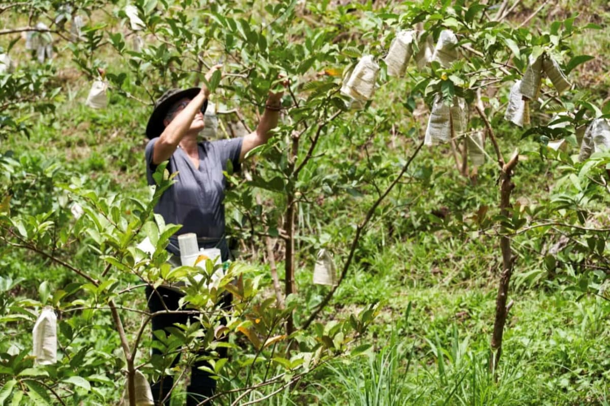 Woman farmer tending to guava trees with irrigation system in rural Costa Rica farm