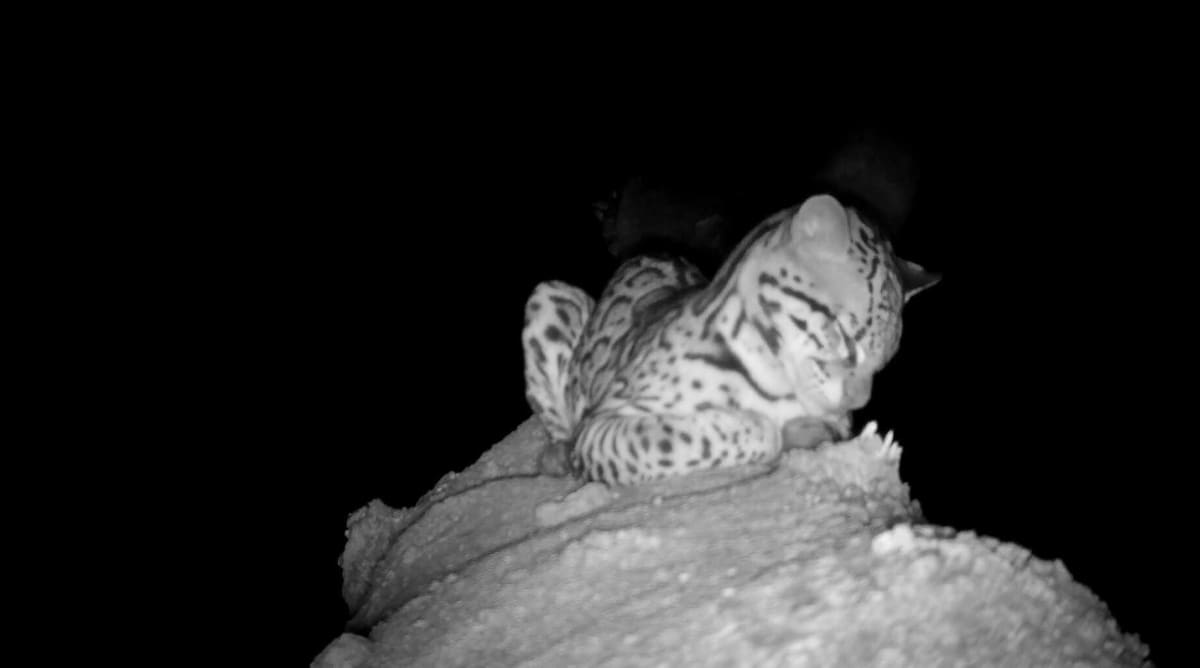 Young ocelot sleeping curled up in tree groove captured by wildlife camera trap in Costa Rica