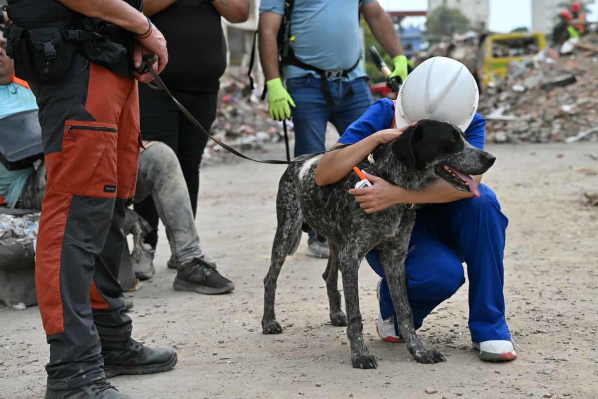 Animal rescue workers providing emergency veterinary care and supplies in earthquake disaster zone
