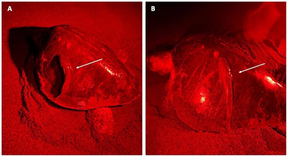 Common remora fish attached to olive ridley sea turtle shell on sandy beach at night
