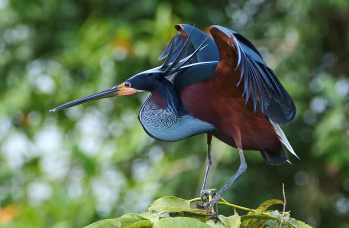 Colorful agami herons gathered in dense wetland vegetation in Costa Rica